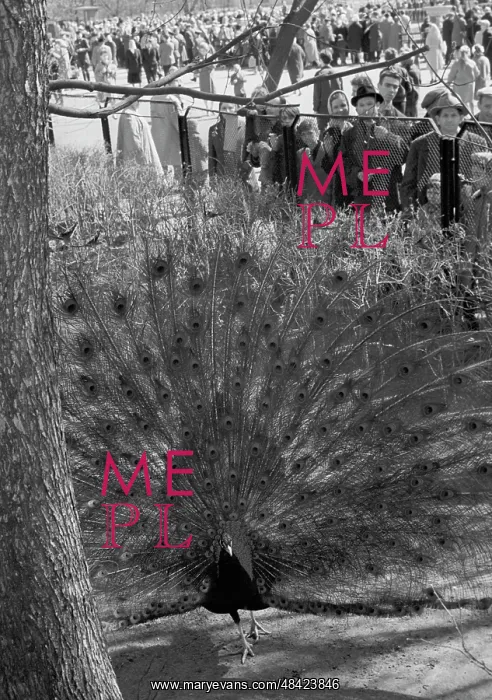 : Moscow Zoo, 1962 : Moscow Zoo, 1962
