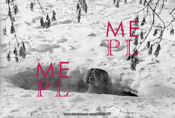 : Moscow Zoo, 1978 : Moscow Zoo, 1978