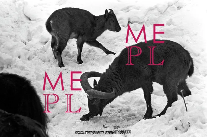 : Moscow Zoo, 1982 : Moscow Zoo, 1982