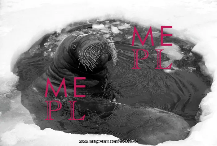 : Moscow Zoo, 1982 : Moscow Zoo, 1982