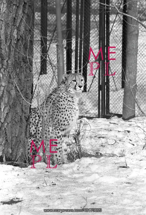: Moscow Zoo, 1982 : Moscow Zoo, 1982