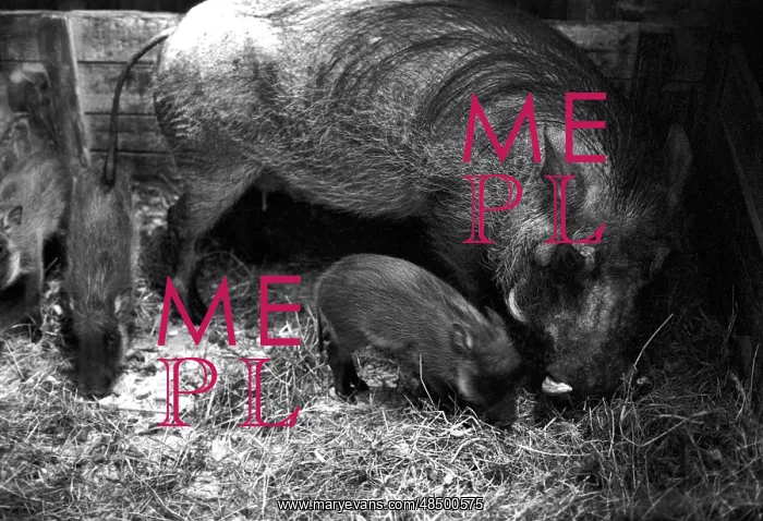 : Moscow Zoo, 1983 : Moscow Zoo, 1983