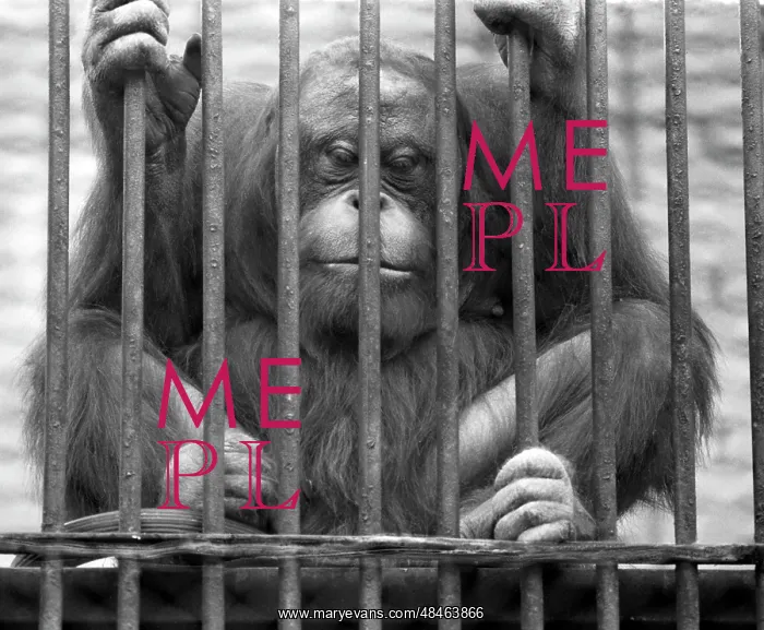 : Moscow Zoo, 1985 : Moscow Zoo, 1985