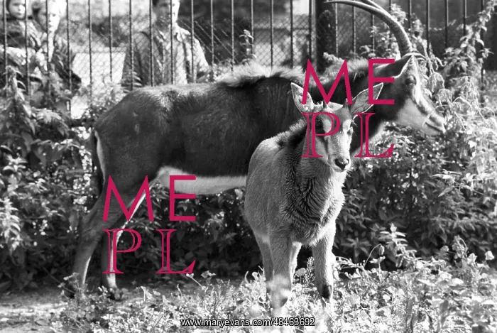 : Moscow Zoo, 1987 : Moscow Zoo, 1987