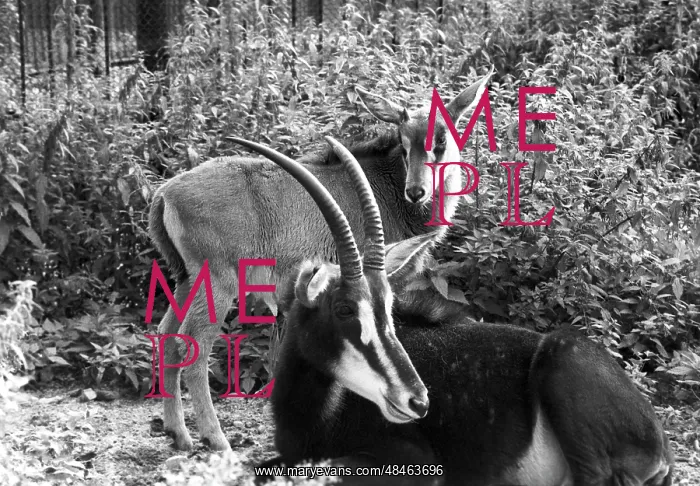: Moscow Zoo, 1987 : Moscow Zoo, 1987