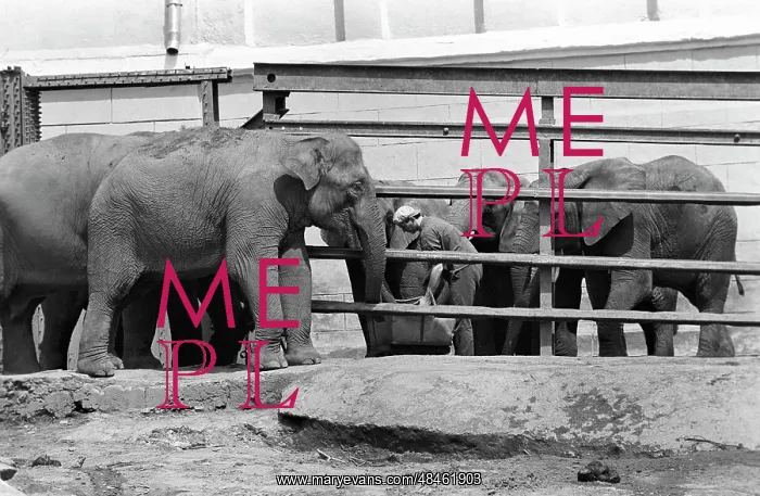 : Moscow Zoo, 1989 : Moscow Zoo, 1989
