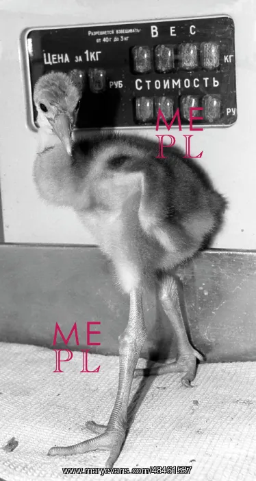 : Moscow Zoo, 1991 : Moscow Zoo, 1991
