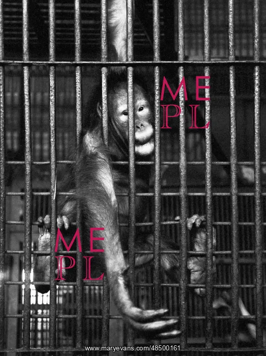 : Moscow Zoo, 1991 : Moscow Zoo, 1991