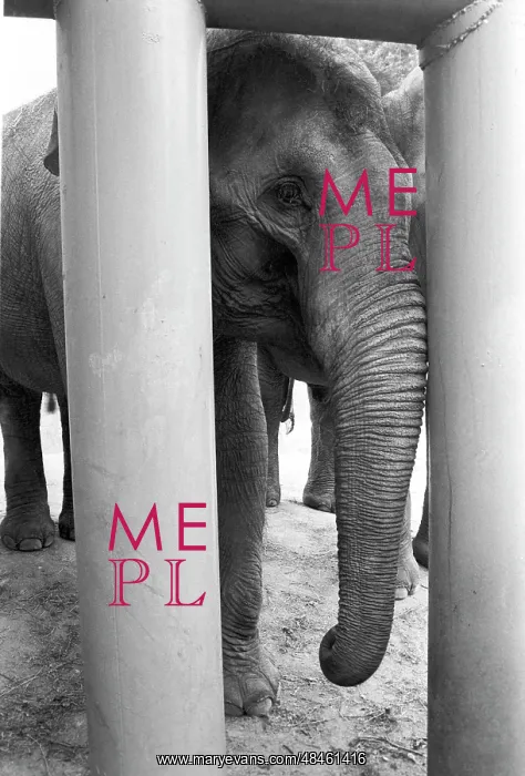 : Moscow Zoo, 1992 : Moscow Zoo, 1992