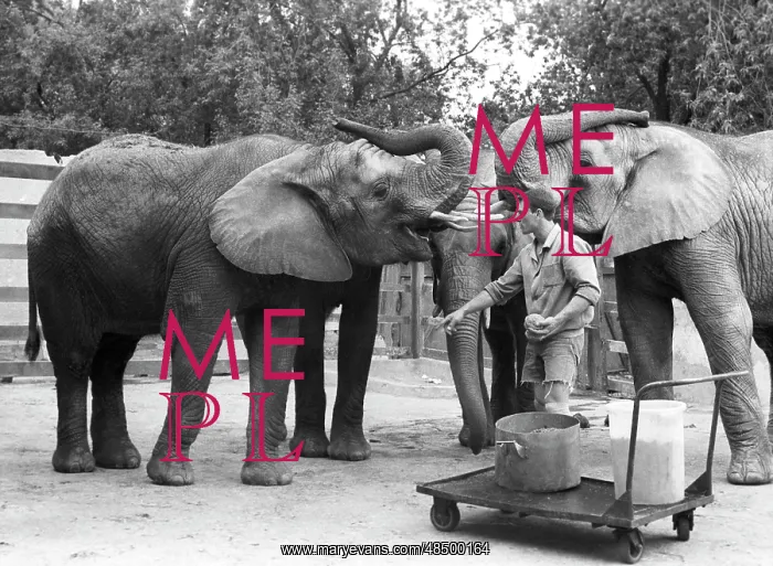 : Moscow Zoo, 1992 : Moscow Zoo, 1992