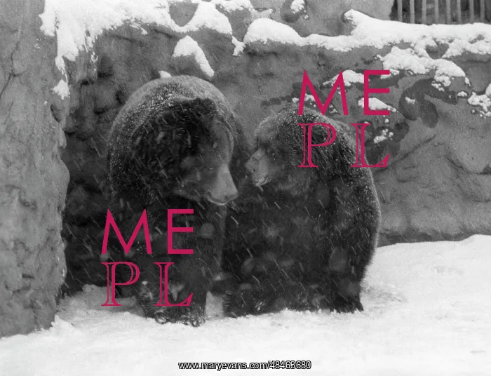 : Moscow Zoo, 1993 : Moscow Zoo, 1993