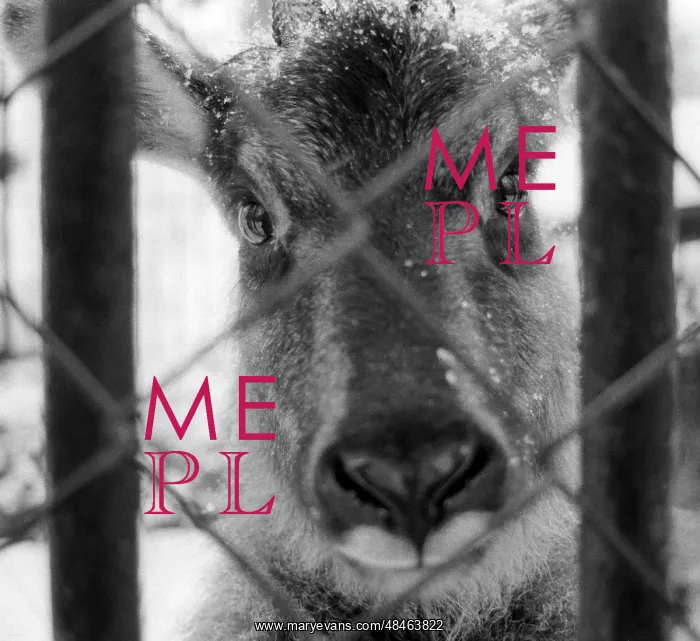: Moscow Zoo, 1993 : Moscow Zoo, 1993