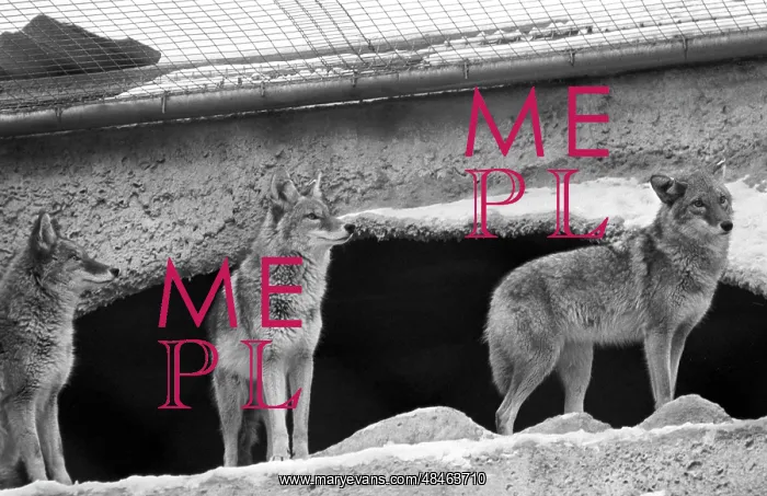 : Moscow Zoo, 1994 : Moscow Zoo, 1994