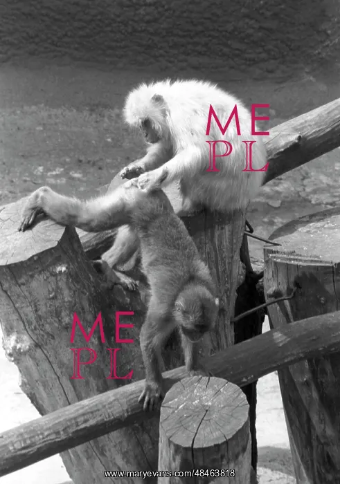 : Moscow Zoo, 1995 : Moscow Zoo, 1995