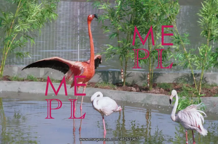 : Moscow Zoo, 1996 : Moscow Zoo, 1996