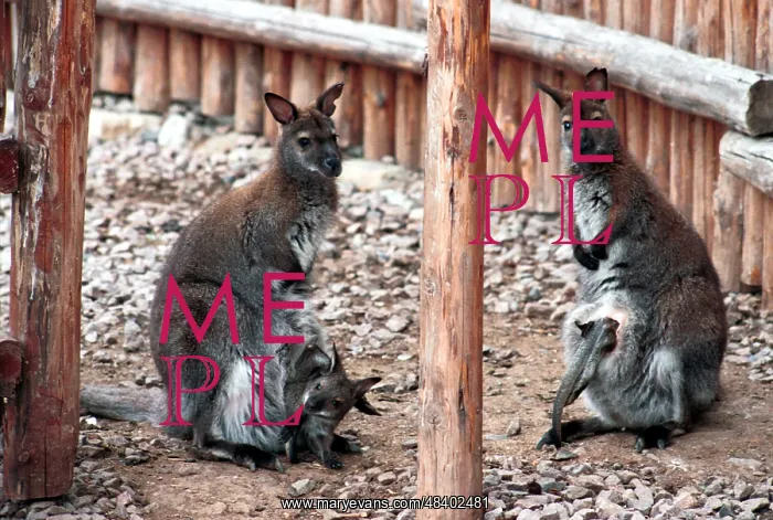 : Moscow Zoo, 1996 : Moscow Zoo, 1996