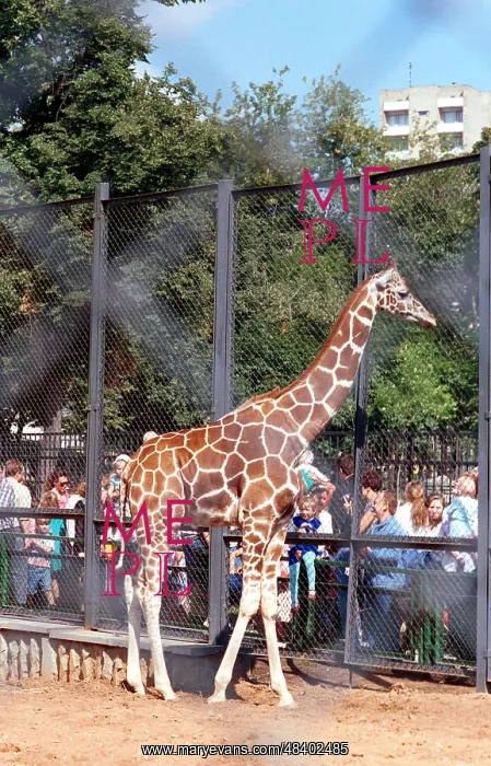 : Moscow Zoo, 1996 : Moscow Zoo, 1996