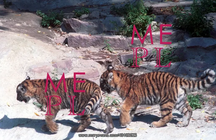 : Moscow Zoo, 1996 : Moscow Zoo, 1996