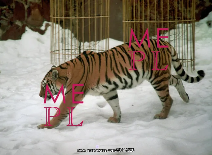 : Moscow Zoo, 1996 : Moscow Zoo, 1996