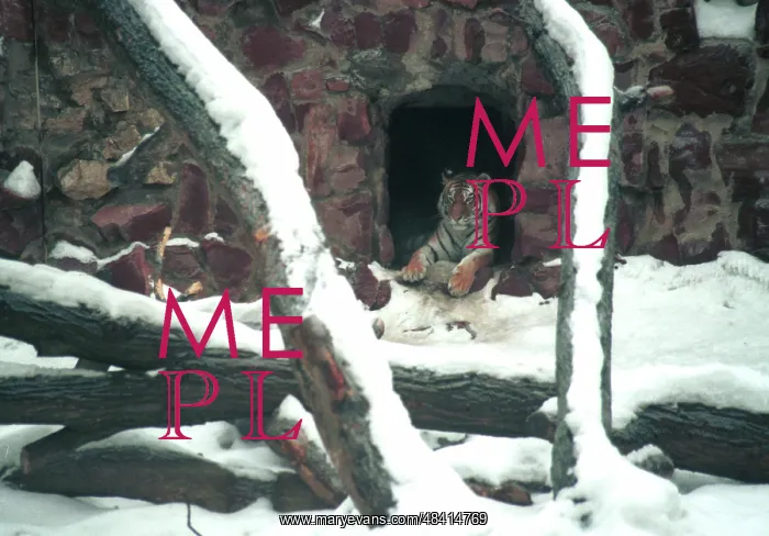 : Moscow Zoo, 1996 : Moscow Zoo, 1996