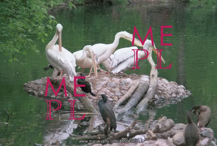 : Moscow Zoo, 1996 : Moscow Zoo, 1996