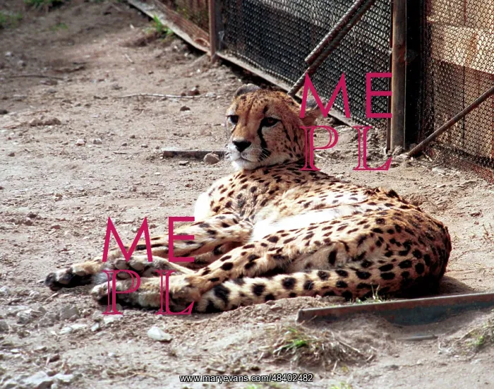 : Moscow Zoo, 1997 : Moscow Zoo, 1997