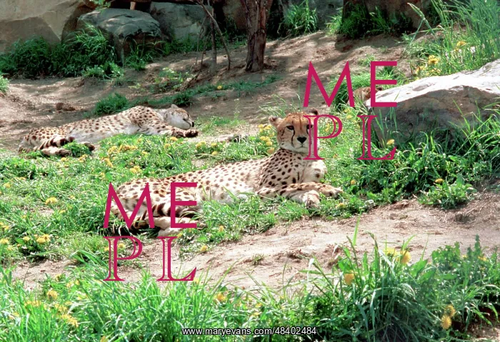 : Moscow Zoo, 1997 : Moscow Zoo, 1997