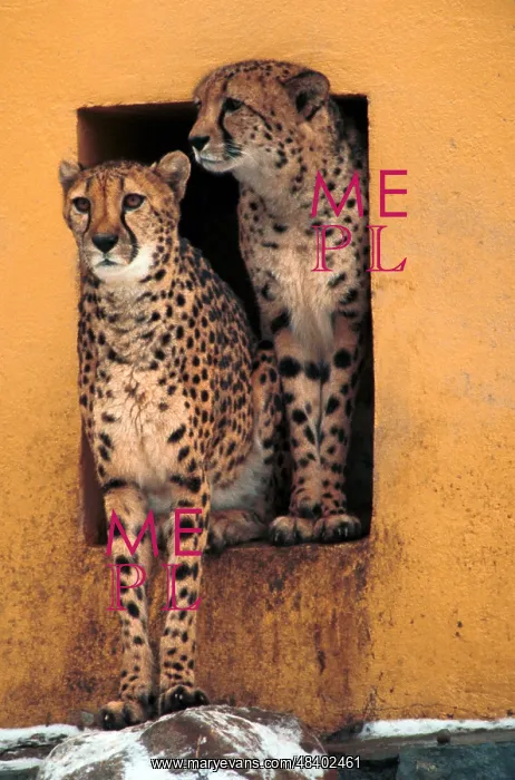 : Moscow Zoo, 1998 : Moscow Zoo, 1998