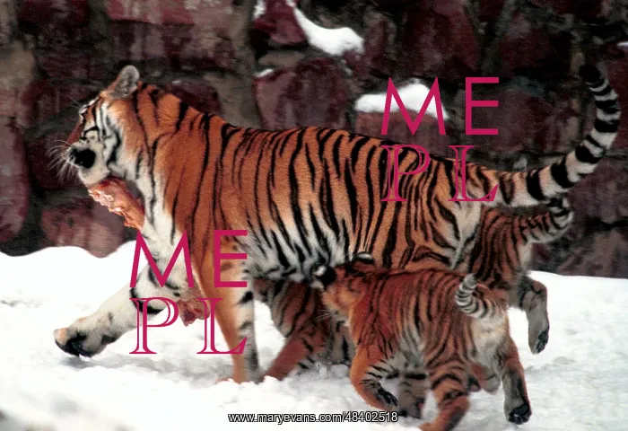 : Moscow Zoo, 1998 : Moscow Zoo, 1998
