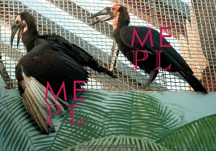 : Moscow Zoo, 1999 : Moscow Zoo, 1999