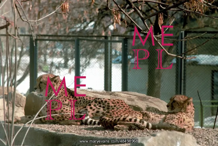 : Moscow Zoo, 1999 : Moscow Zoo, 1999