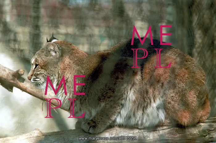 : Moscow Zoo, 1999 : Moscow Zoo, 1999