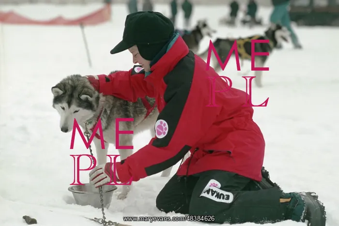 : Moskovia-96 dog sled race : Moskovia-96 dog sled race