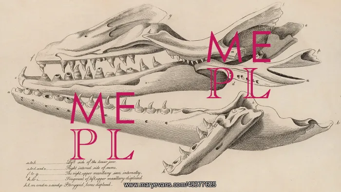 : Mososaurus. Huge skull found in a quarry at Maastricht : Mososaurus. Huge skull found in a quarry at Maastricht