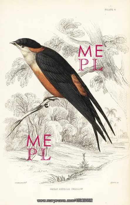 : Mosque swallow, Cecropis senegalensis : Mosque swallow, Cecropis senegalensis