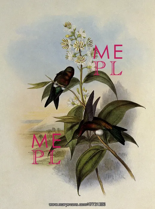 : Mosquera's Puffleg, Eriocnemis Mosquera : Mosquera's Puffleg, Eriocnemis Mosquera