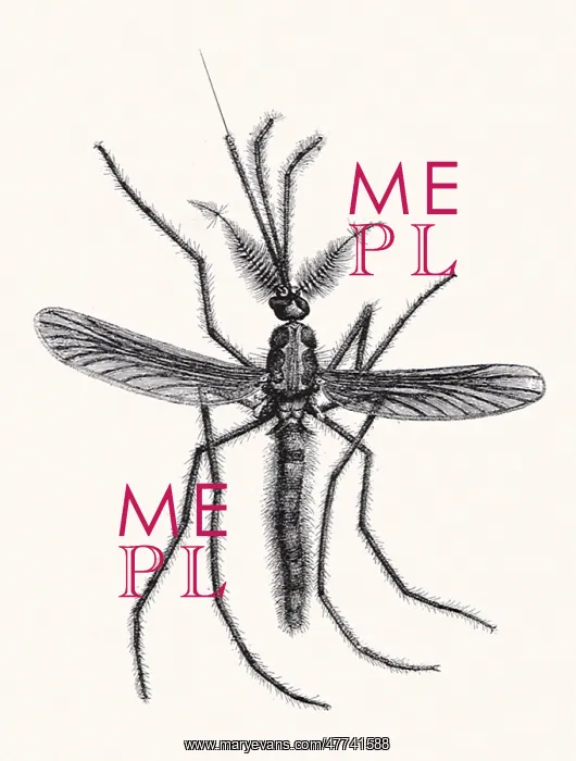 : Mosquito : Mosquito
