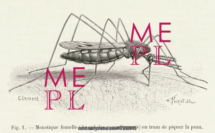 : Mosquito biting a Human : Mosquito biting a Human