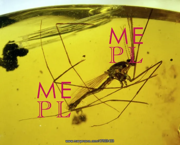 : Mosquito in Dominican amber : Mosquito in Dominican amber