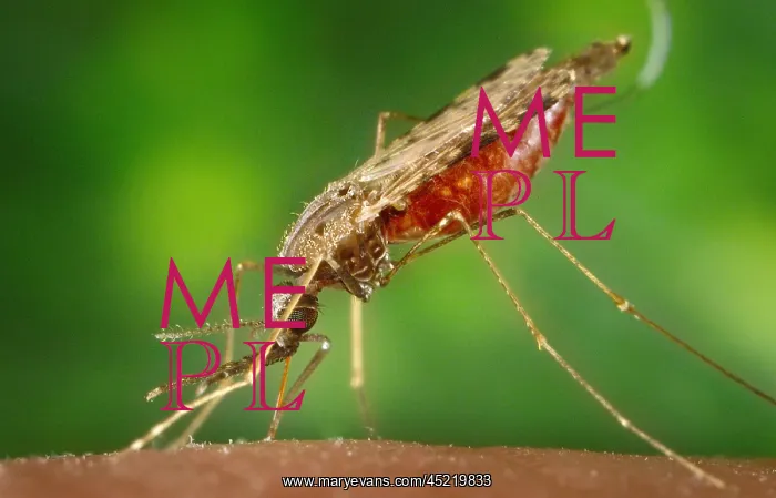 : Mosquito feeding. The anopheles albimanus ? : Mosquito feeding. The anopheles albimanus ?