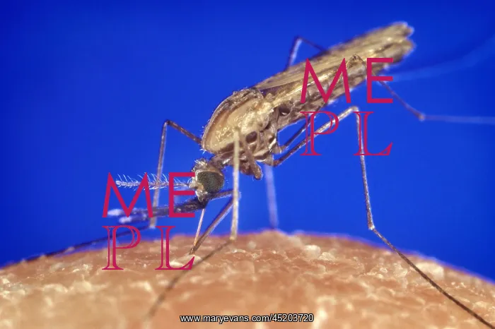  : Mosquito feeding. The anopheles gambiae ?