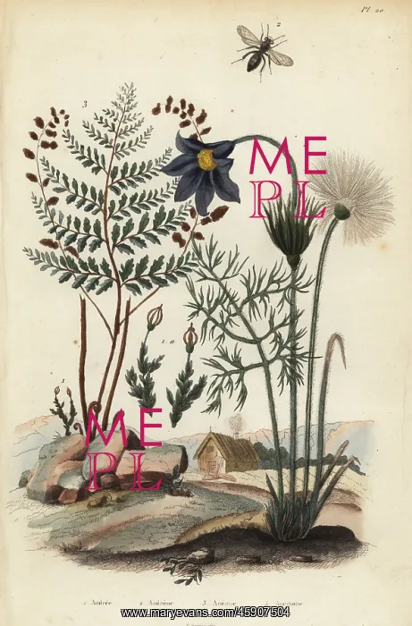 : Moss, mining bee, fern and pasque flower : Moss, mining bee, fern and pasque flower