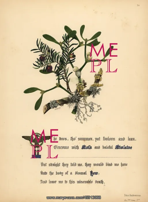 : Moss, Mistletoe and Yew (Titus Andronicus) : Moss, Mistletoe and Yew (Titus Andronicus)