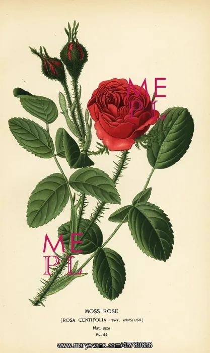 : Moss rose, Rosa centifolia var. muscosa : Moss rose, Rosa centifolia var. muscosa
