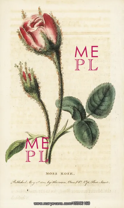 : Moss rose, Rosa muscosa : Moss rose, Rosa muscosa