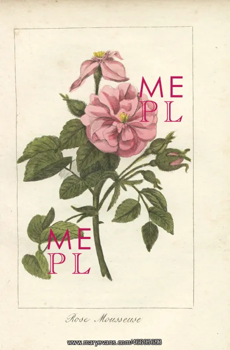 : Moss rose, Rosa muscosa : Moss rose, Rosa muscosa