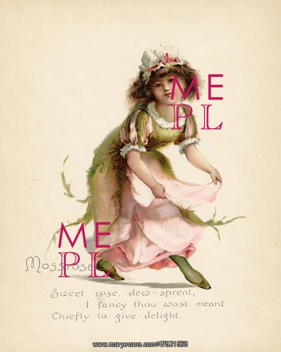  : Mossrose  /  Language of Flowers