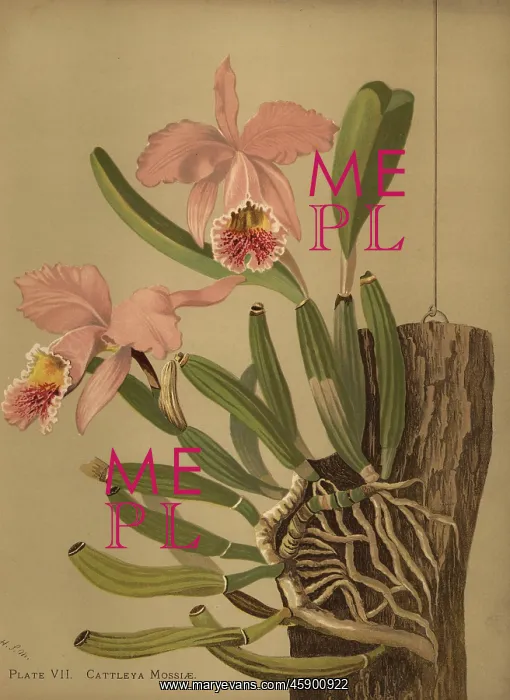 : Moss's cattleya or easter orchid, Cattleya : Moss's cattleya or easter orchid, Cattleya