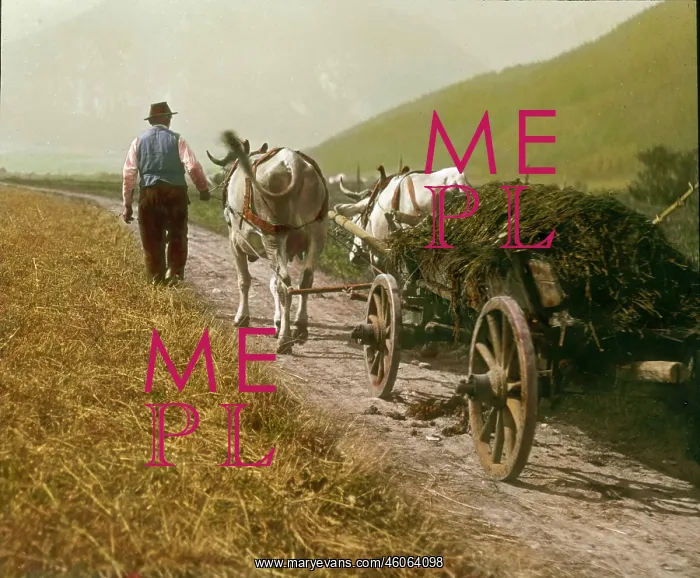 : Mostviertel. Team of oxen transporting manure : Mostviertel. Team of oxen transporting manure