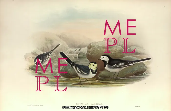 : Motacilla alba, white wagtail : Motacilla alba, white wagtail